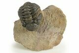 Curled Phacopid (Morocops) Trilobite - Foum Zguid, Morocco #323591-2
